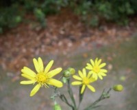 pityopsis graminifolia 1.jpg